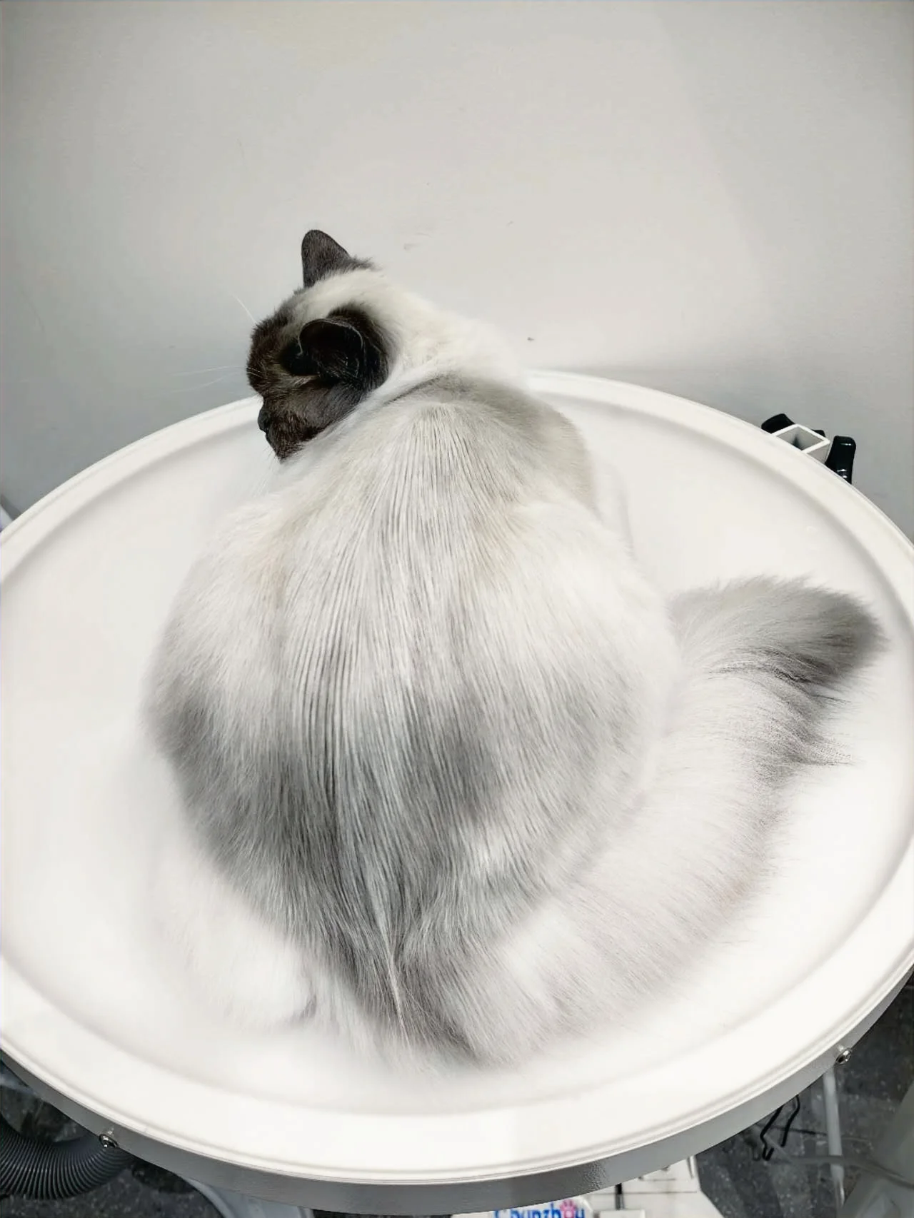 A settled seal-point cat resting calmly on the round grooming table