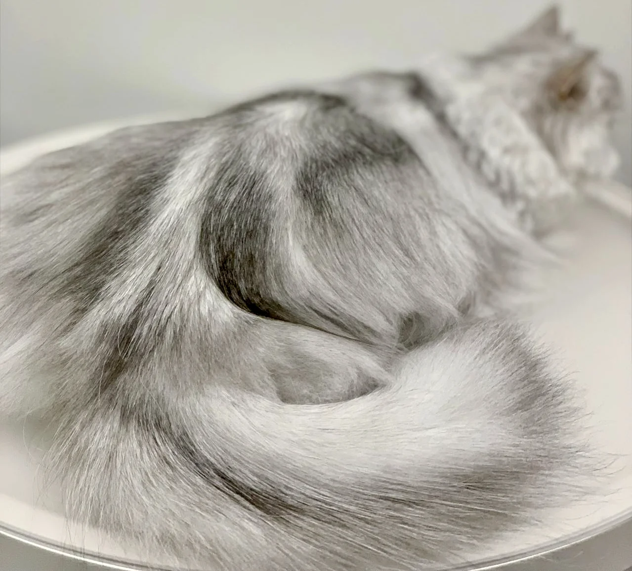 A silver longhair cat blown out to a luminous, tangle-free finish